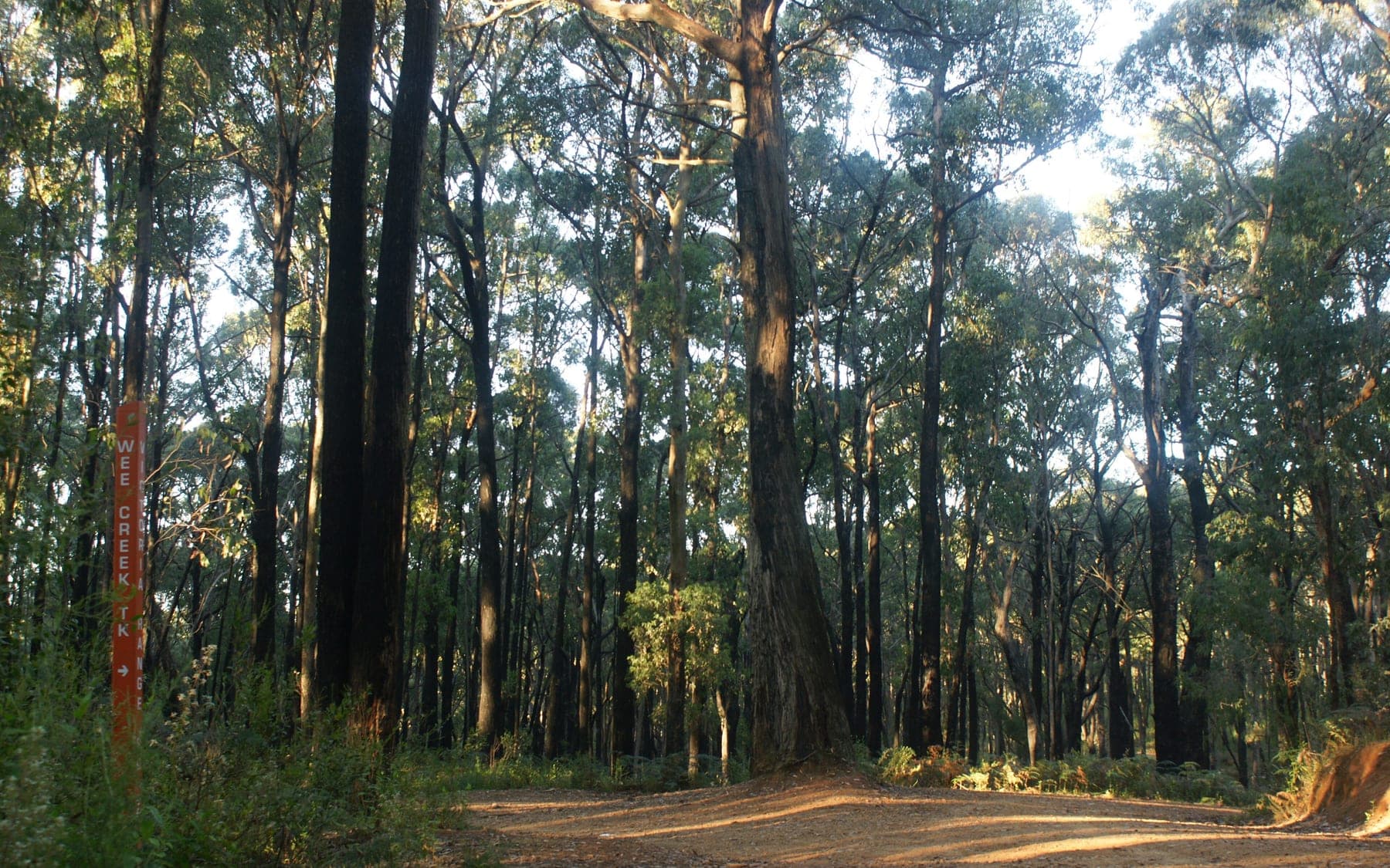 A forest road running through tall eucalypts