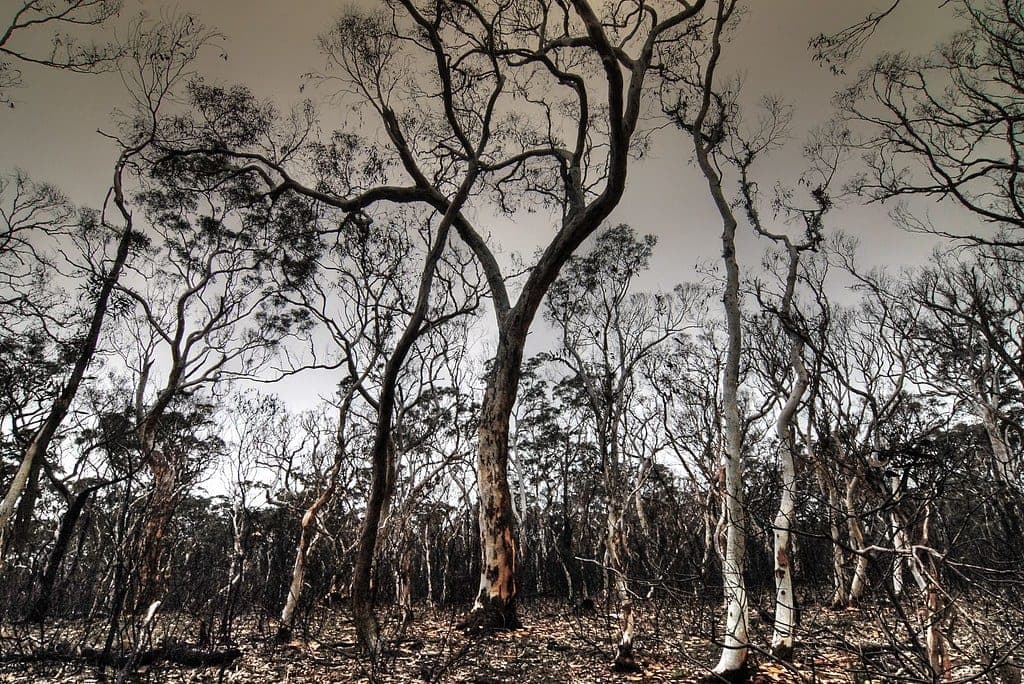 Gum trees in Australian bushland