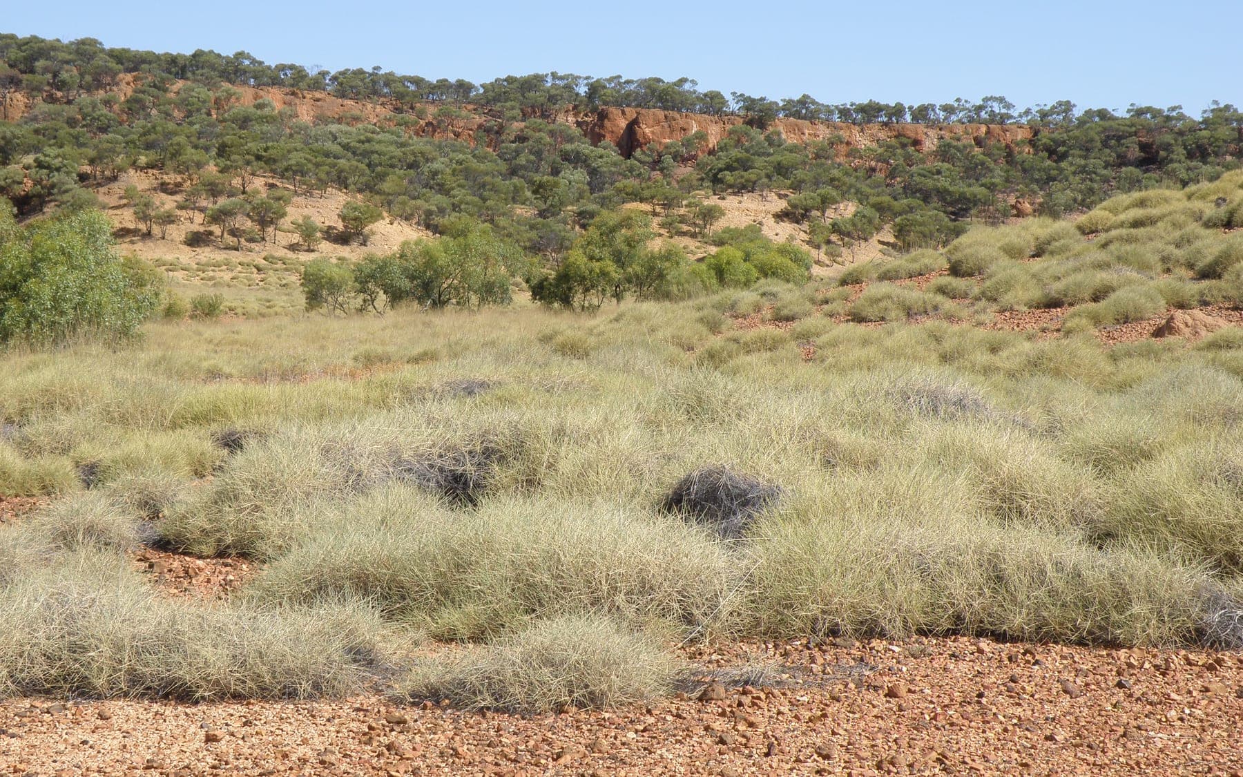 Spinifex country in outback Queensland